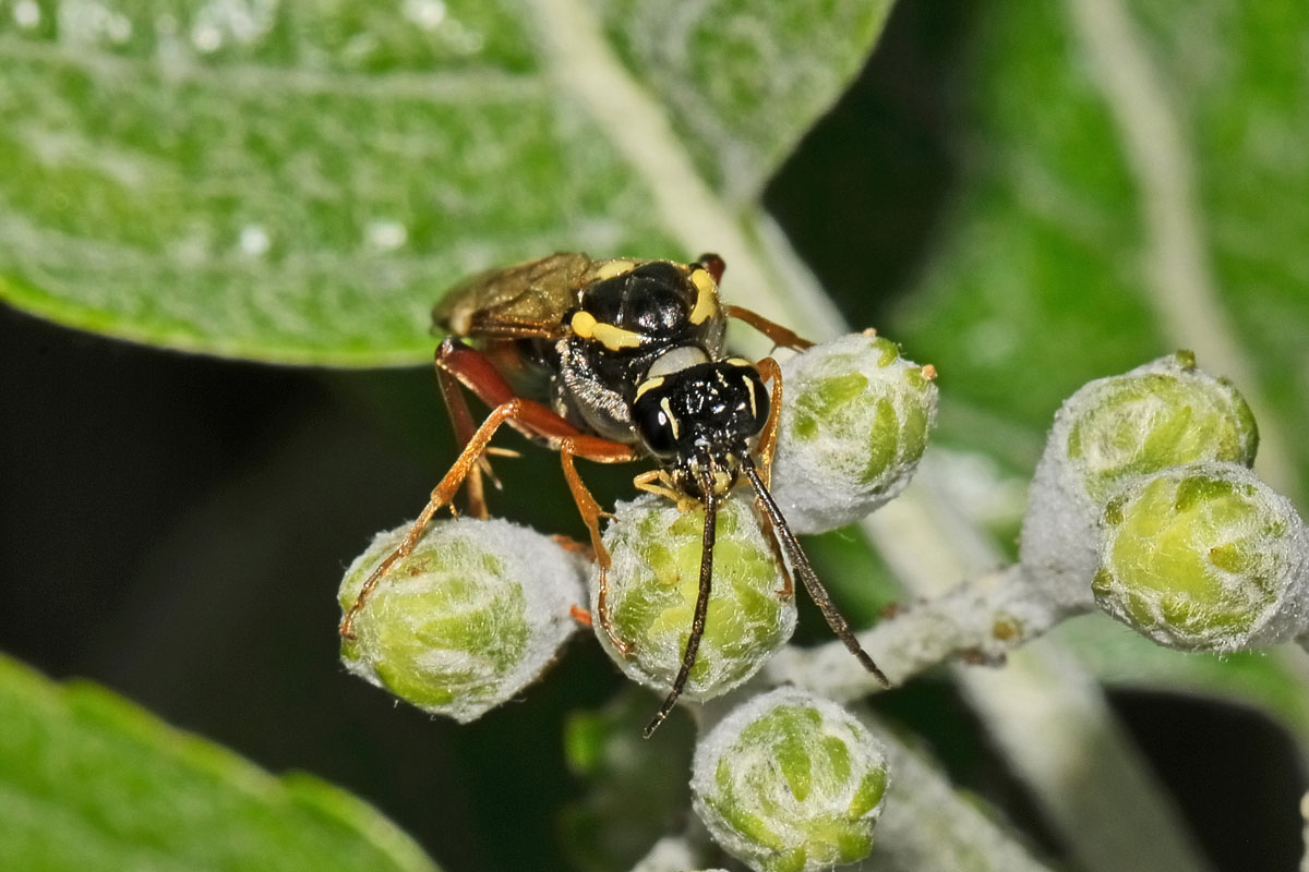 Tenthredinidae N19 Tenthredopsis stigma?